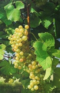 Ґ¤ -S-06-17.jpg виноград